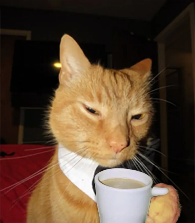 An unimpressed orange cat in a shirt collar holding a tiny cup of coffee